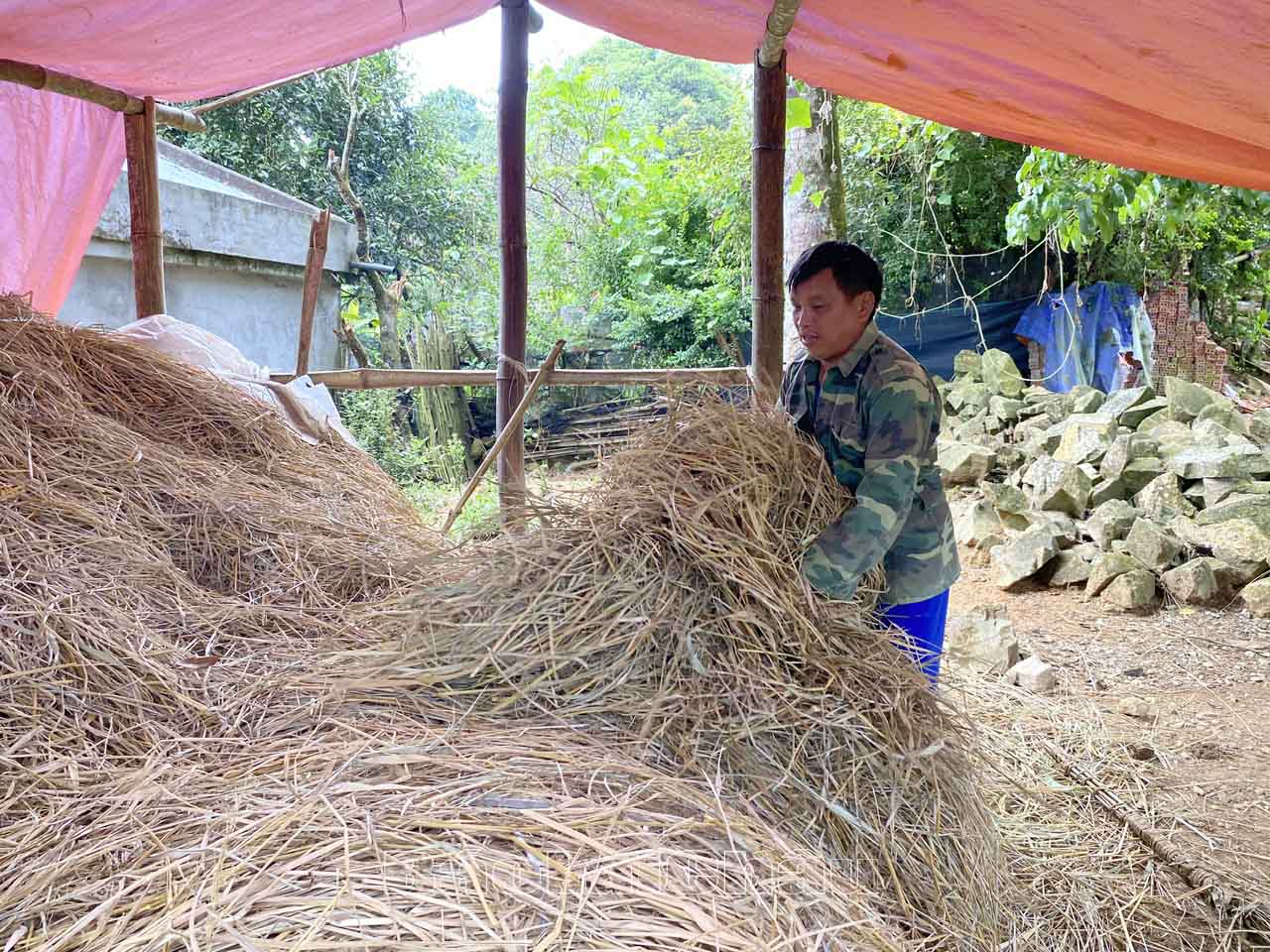 Người dân huyện Phong Thổ tích trữ rơm rạ làm thức ăn cho gia súc.